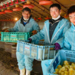 就労継続支援A型